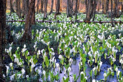 🏞️ 사시마키 습원 미즈바쇼 군생지